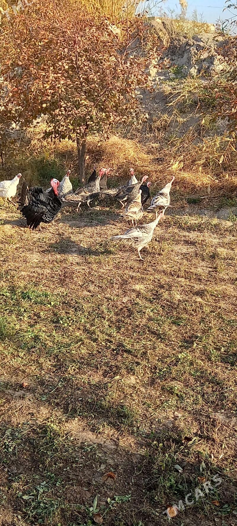 Индуклар - Saýat - img 1