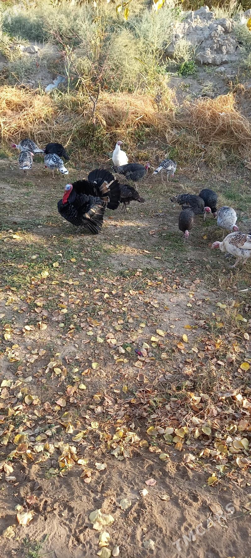 Индуклар - Saýat - img 3