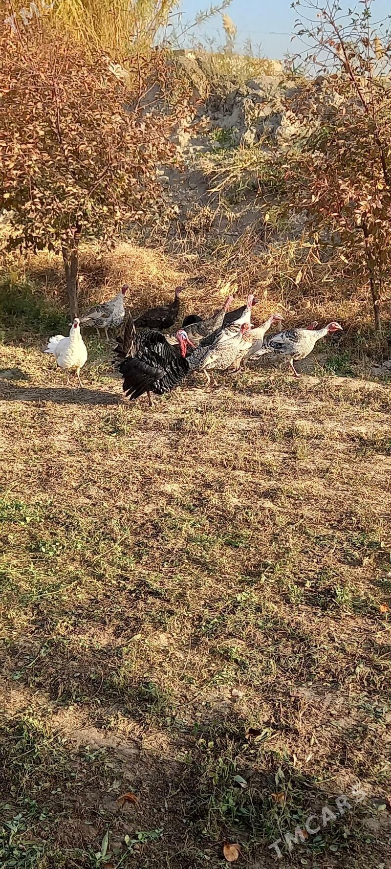 Индуклар - Saýat - img 4