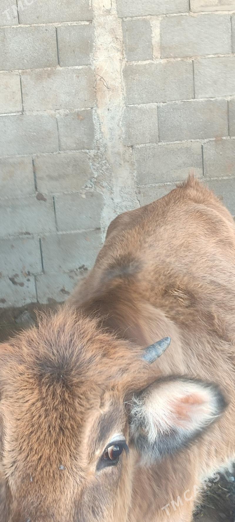 Tuwe - Gökdepe - img 3