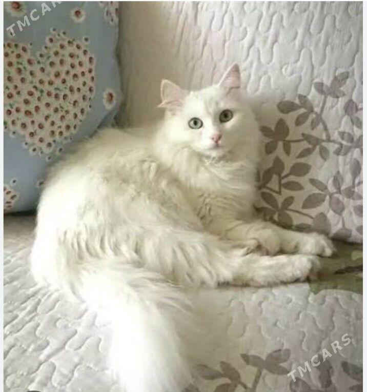 Британка - Aşgabat - img 5