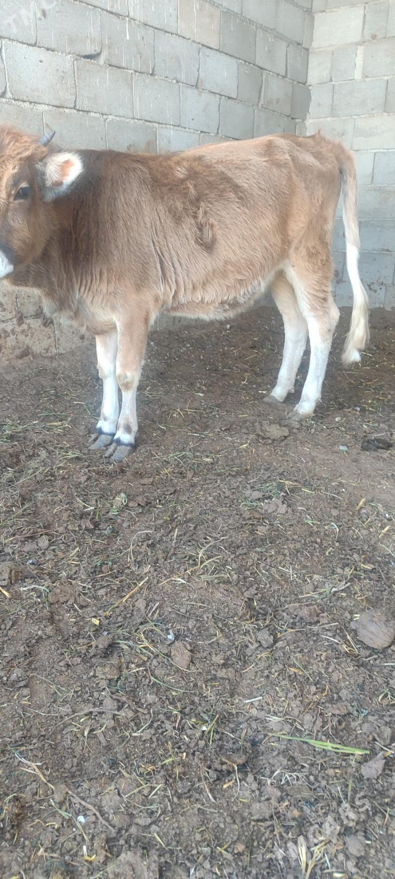 Tuwe - Gökdepe - img 2