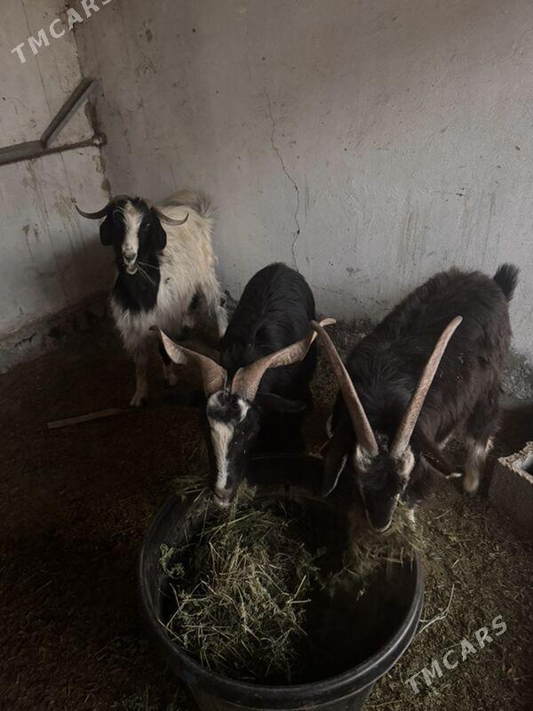 Erkec - Garadamak - img 3