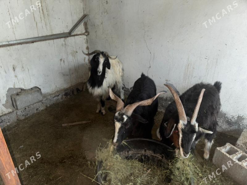 Erkec - Garadamak - img 2