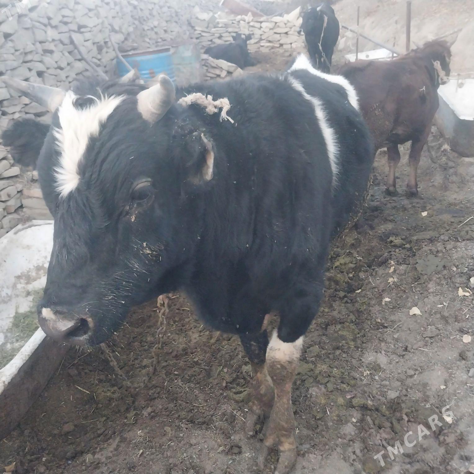 Okiz - Bäherden - img 3