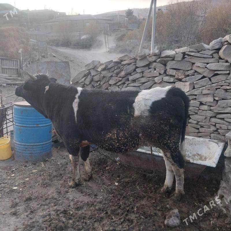 Okiz - Bäherden - img 2