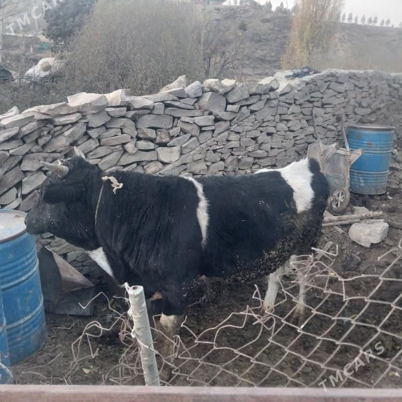 Okiz - Bäherden - img 4