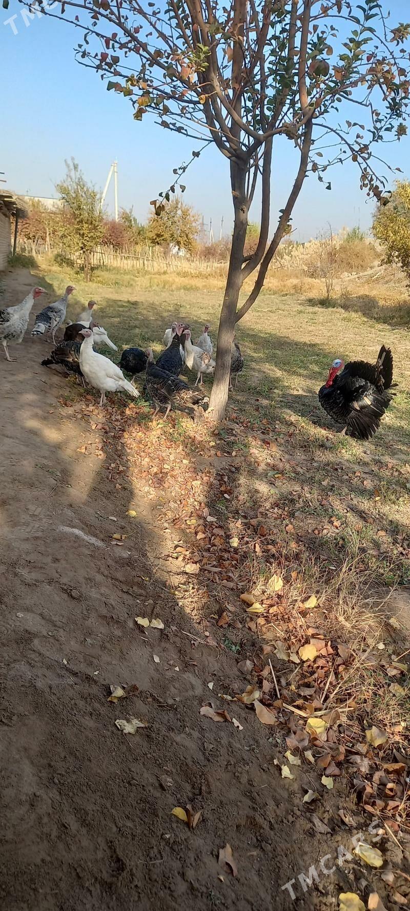 Индуклар - Saýat - img 6