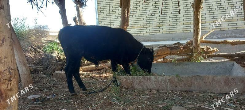 Öküzçe - Wekilbazar - img 2