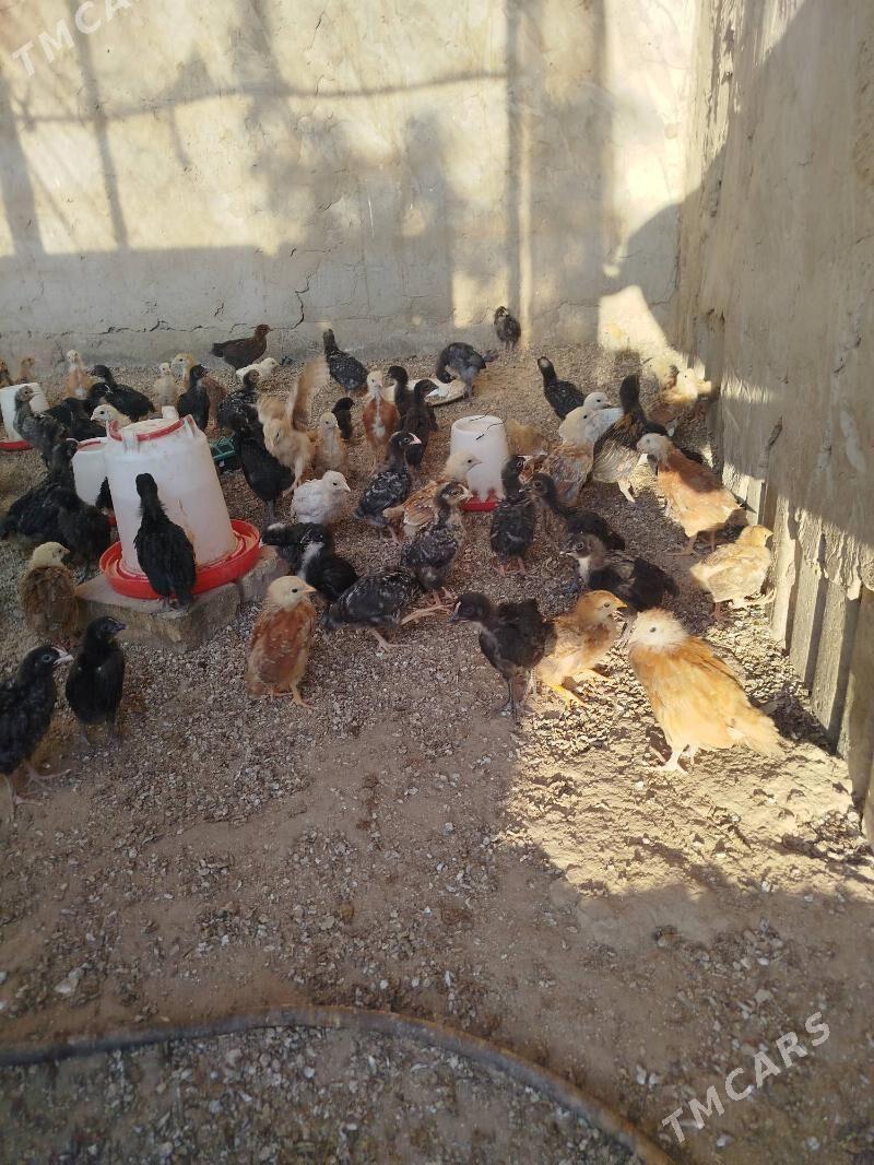 dominat juje - Херрикгала - img 2