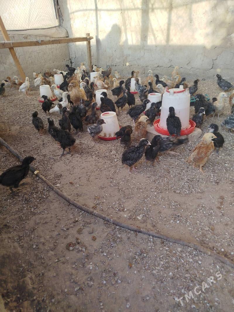 dominat juje - Херрикгала - img 3