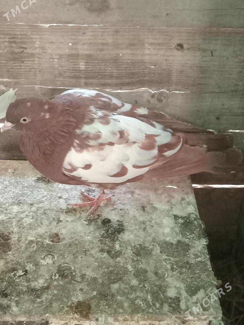 Kepderi - Änew - img 3