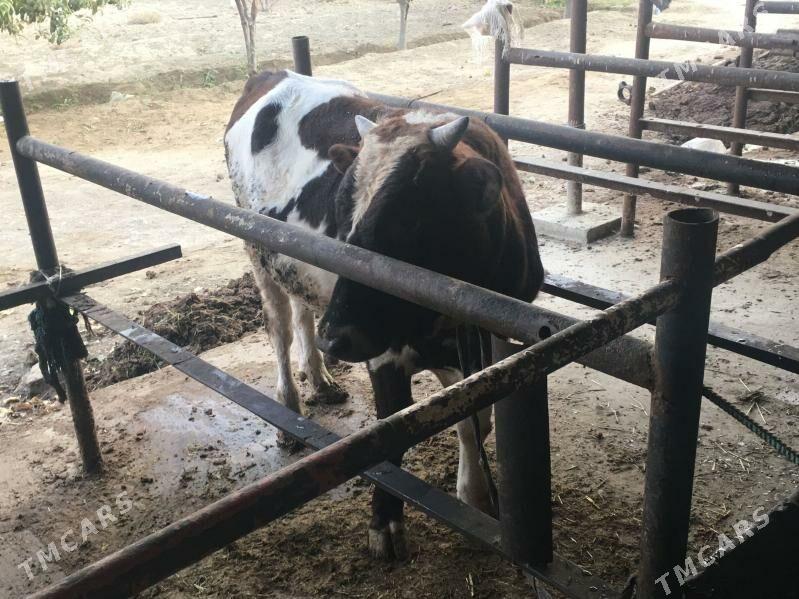 Okuz - Bäherden - img 2