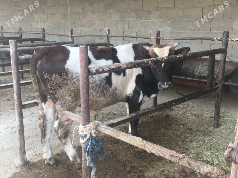 Okuz - Bäherden - img 4