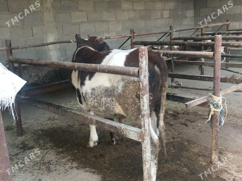 Okuz - Bäherden - img 3