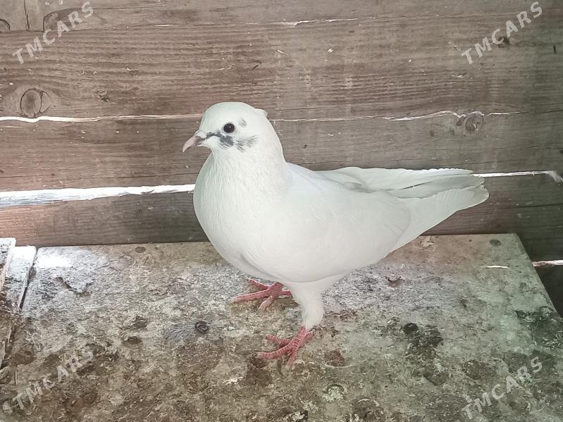 Kepderi - Änew - img 4