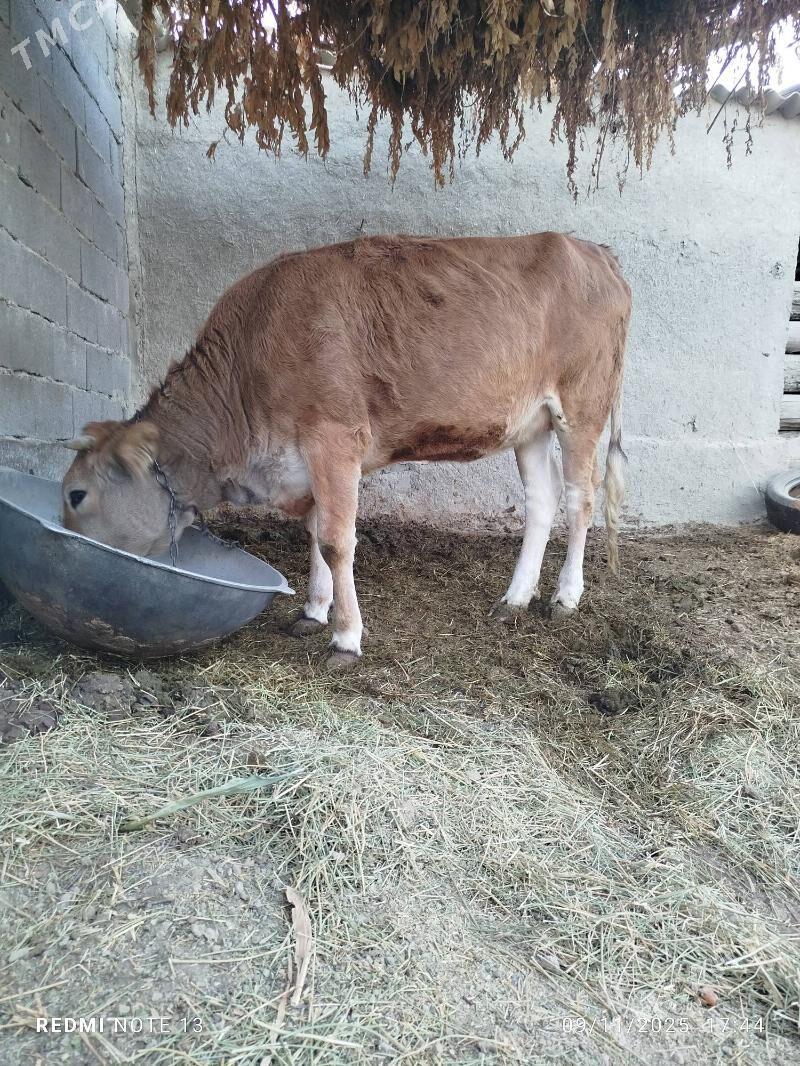 Bakylgy tuwe - Bäherden - img 2