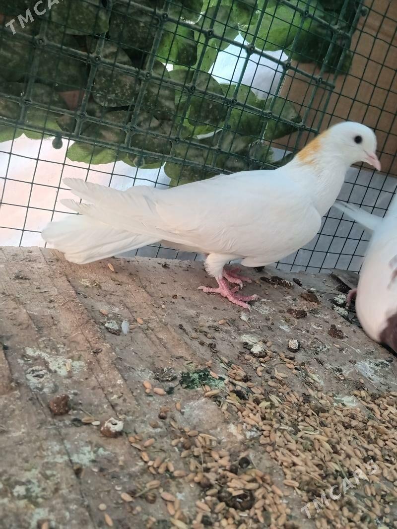 Kepderi - Änew - img 2