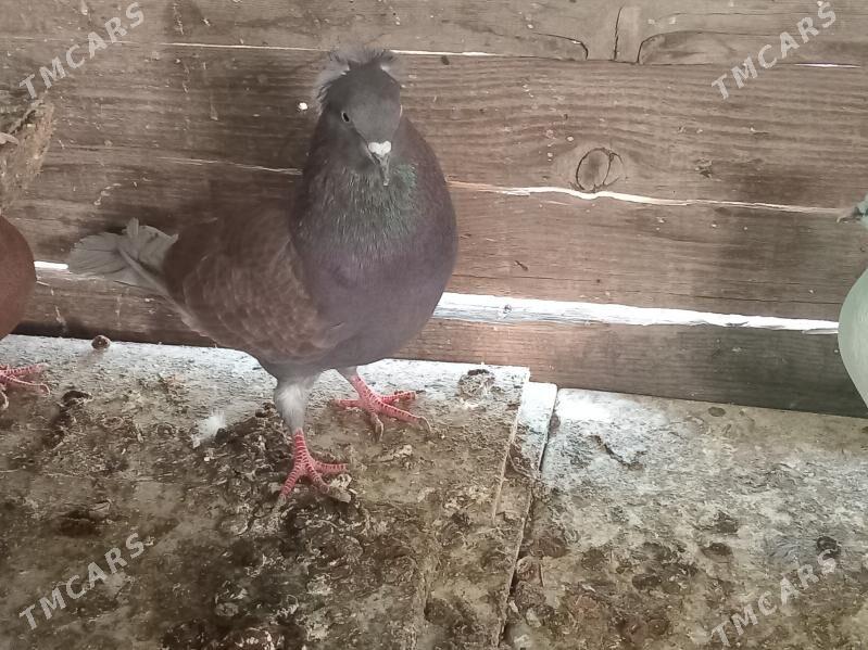 Kepderi - Änew - img 5