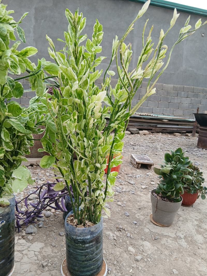 Güller ösümlikler - Änew - img 2