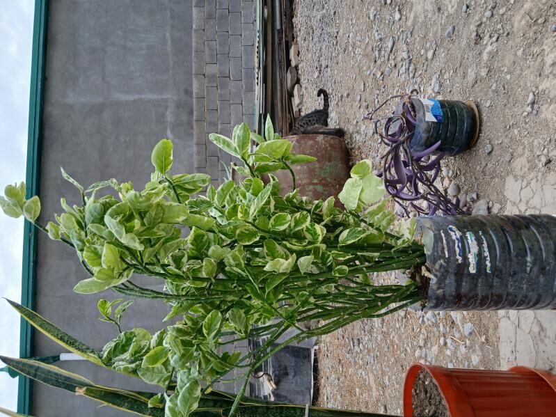 Güller ösümlikler - Änew - img 3