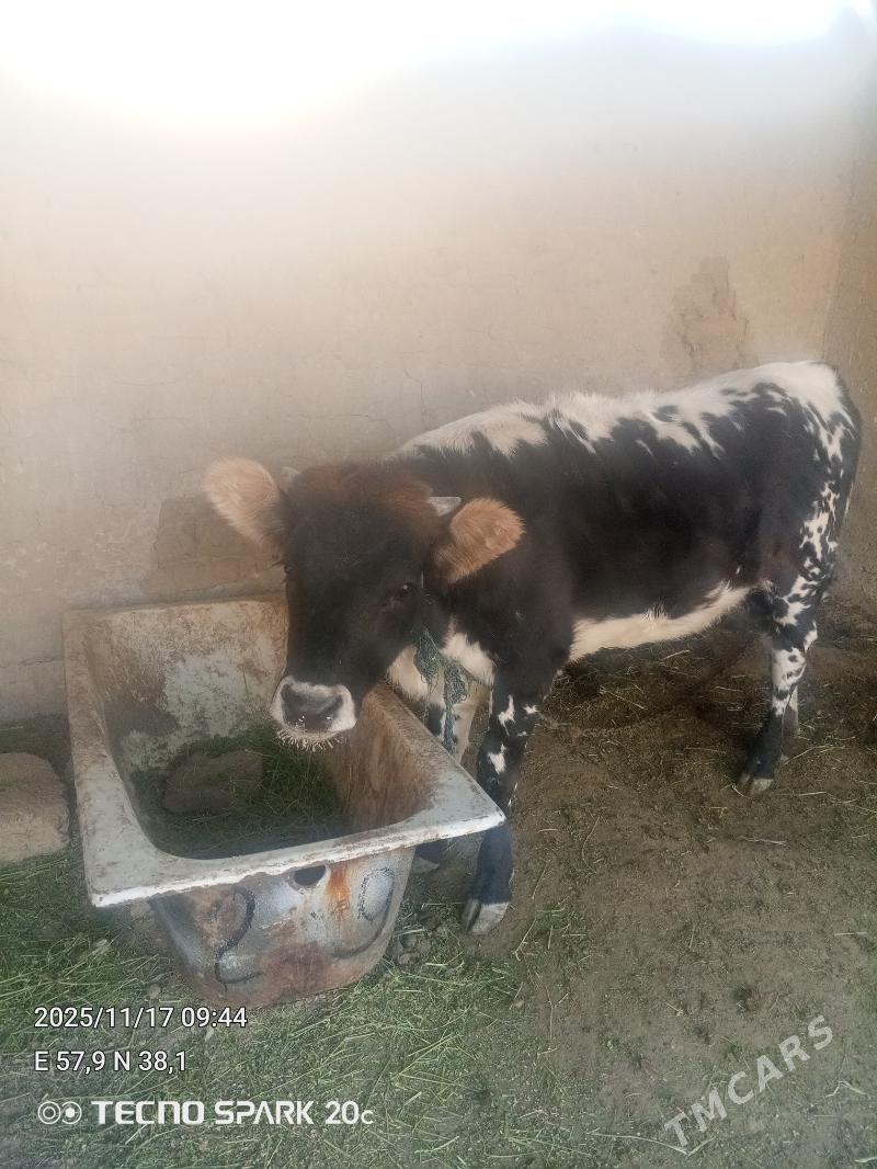 tüwe - Гёкдепе - img 2