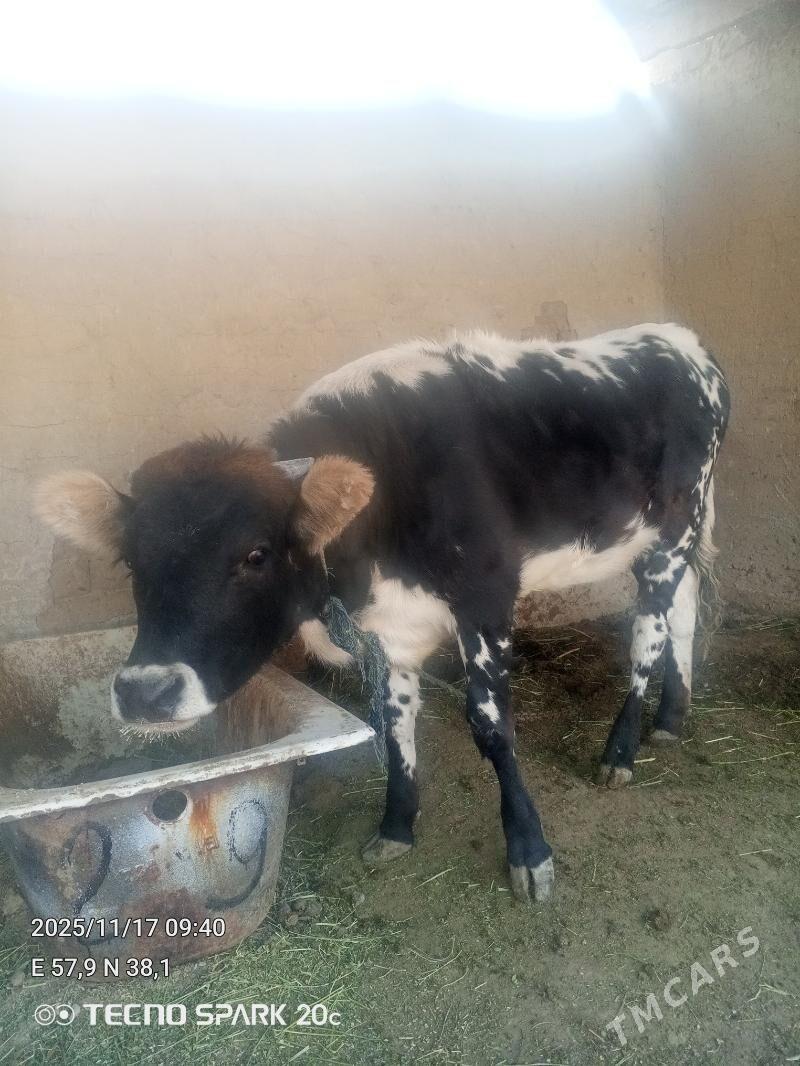 tüwe - Гёкдепе - img 7