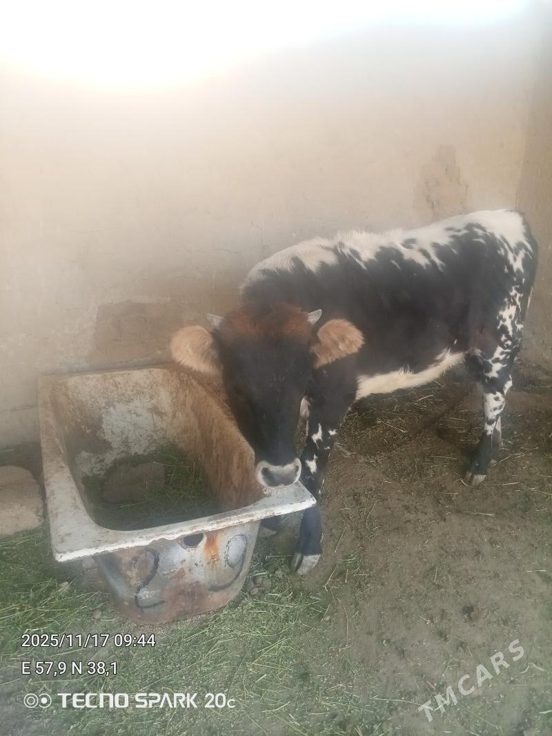 tüwe - Гёкдепе - img 4