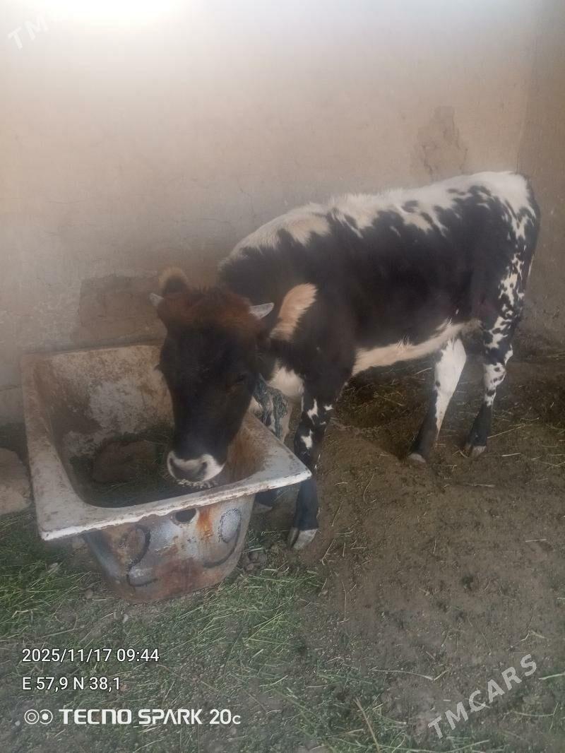 tüwe - Гёкдепе - img 6