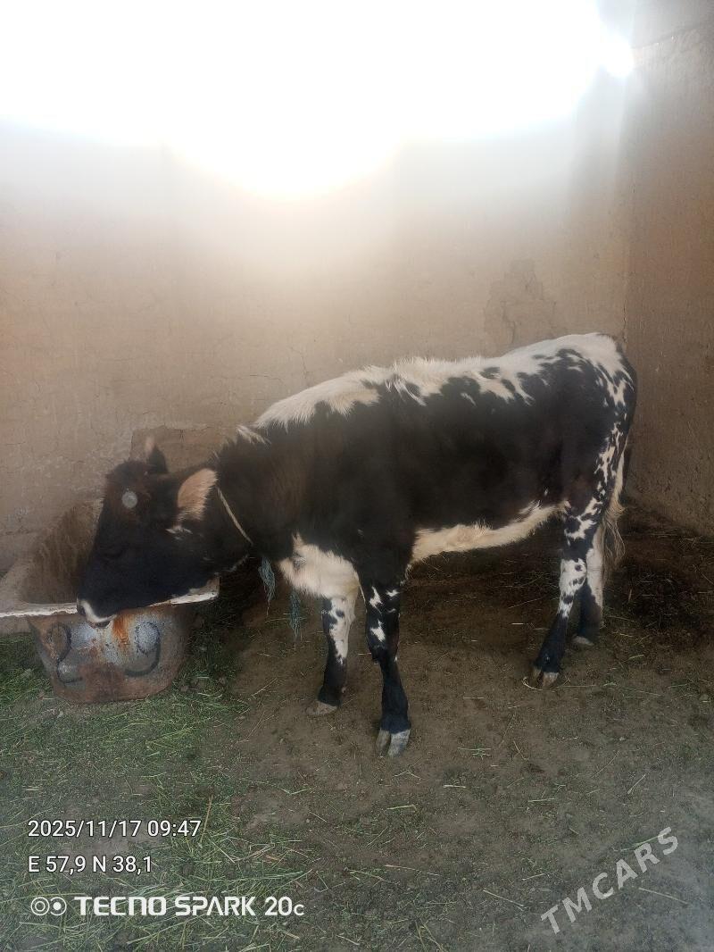 tüwe - Гёкдепе - img 3