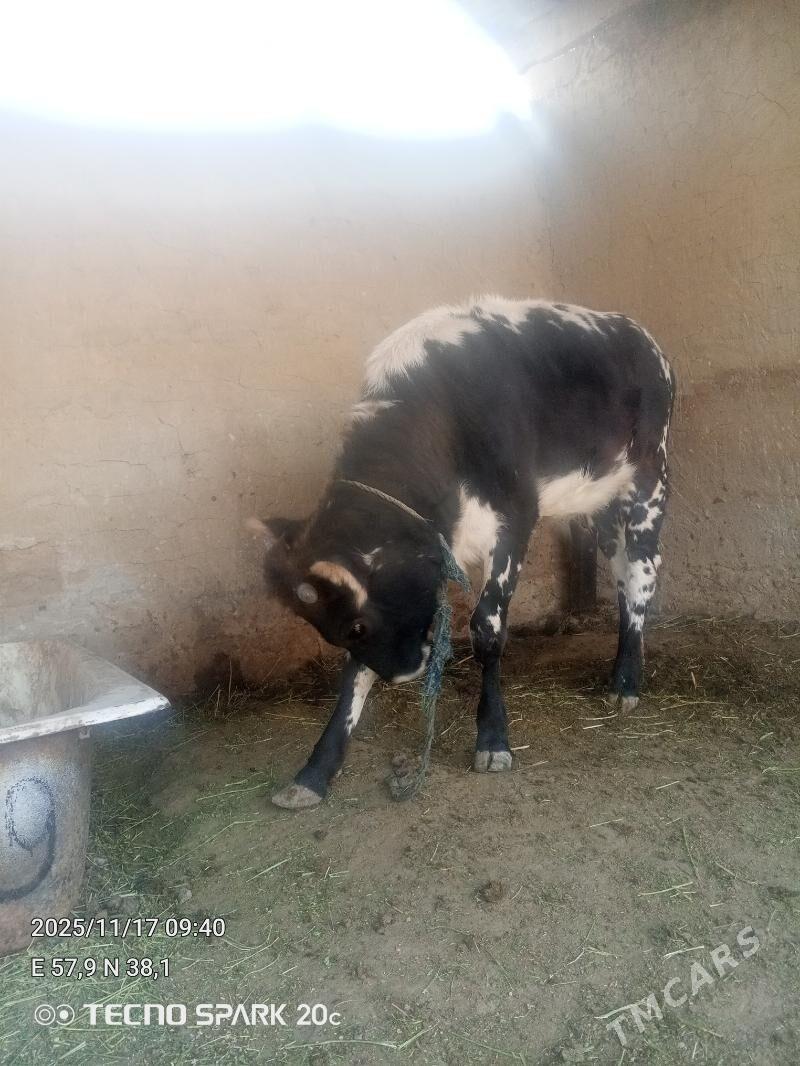 tüwe - Гёкдепе - img 5