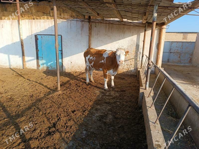 симментал - Чарджоу - img 2