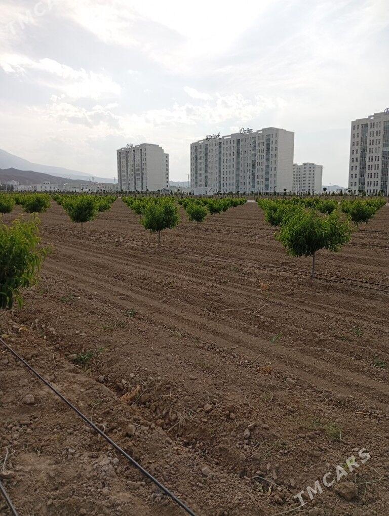 şetdaly şitil - Янбаш - img 5