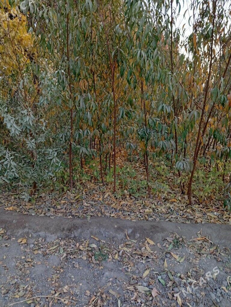 şetdaly şitil - Янбаш - img 2