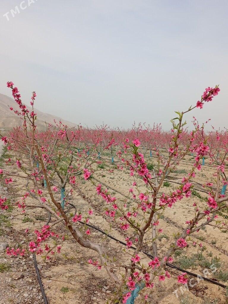 şetdaly şitil - Янбаш - img 6