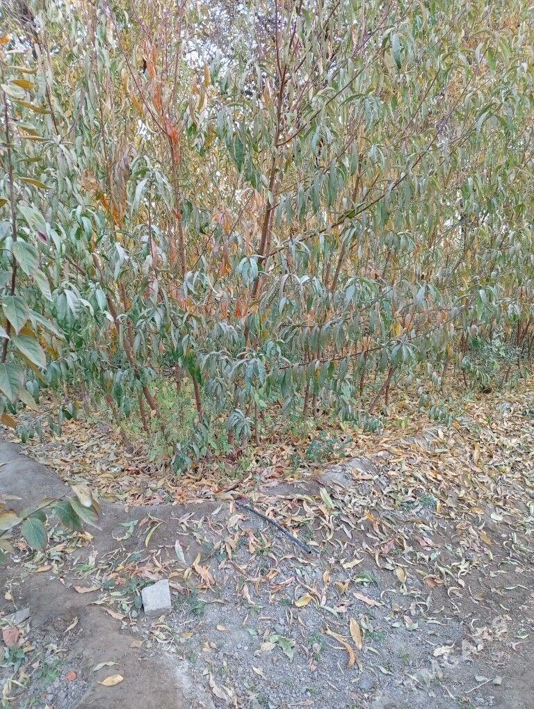 şetdaly şitil - Янбаш - img 4