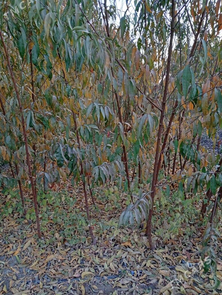 şetdaly şitil - Янбаш - img 3