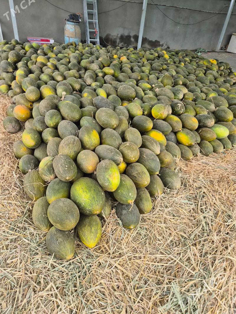 Gawun - Kaka - img 2