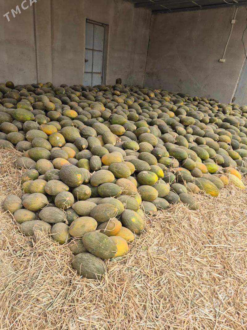 Gawun - Kaka - img 3