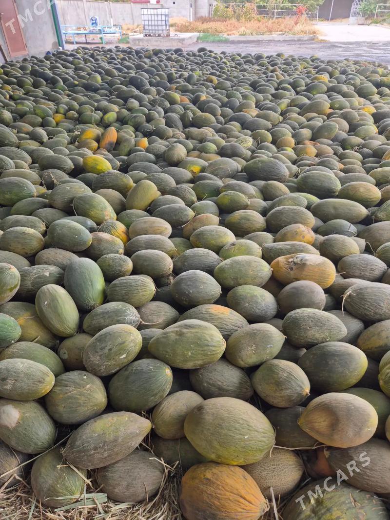 Gawun - Kaka - img 5