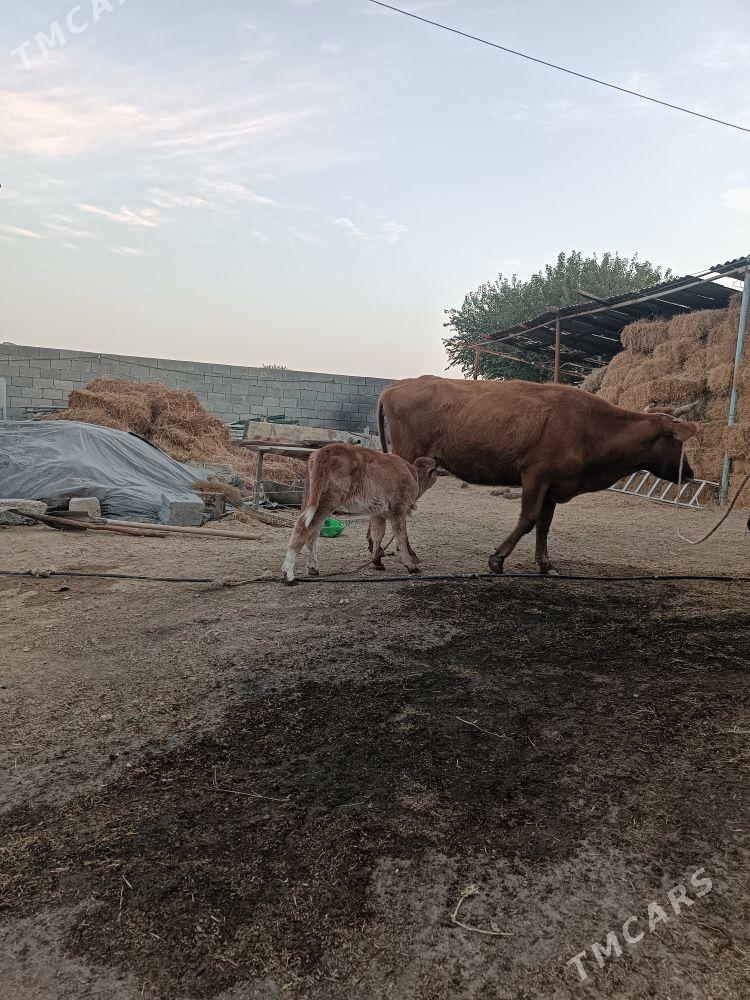 goleli sygyr - Gökdepe - img 2