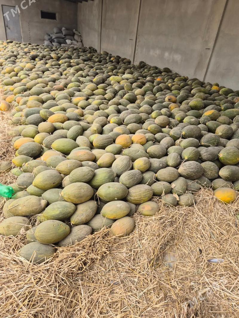 Gawun - Kaka - img 1