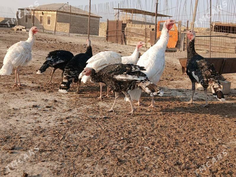 İNDUK - Берекет - img 3