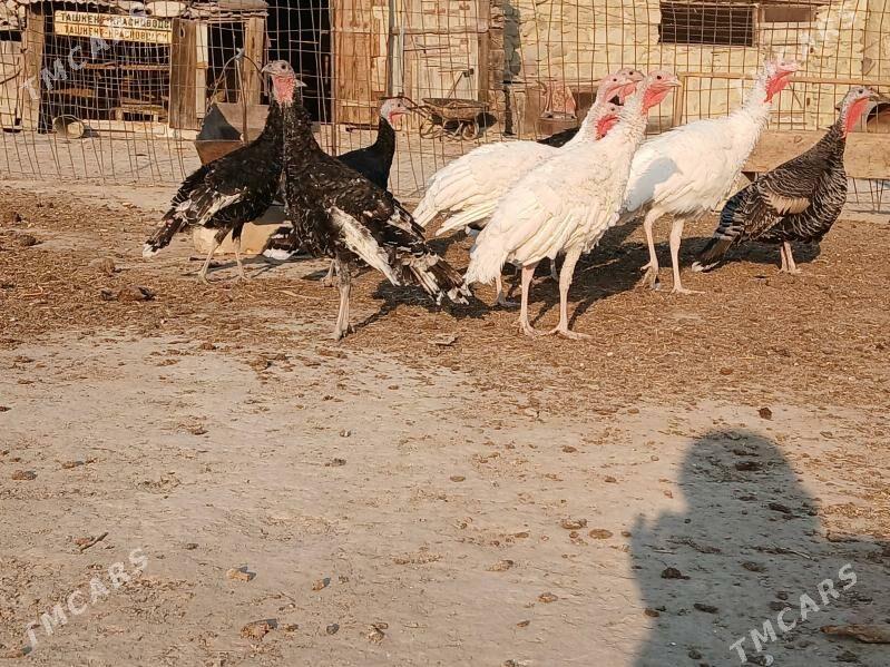 İNDUK - Берекет - img 1