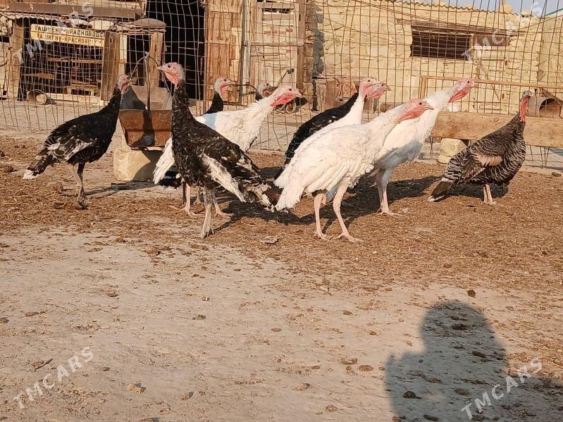 İNDUK - Берекет - img 2