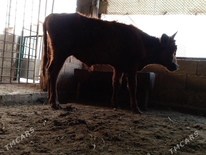 öküzler - Balkanabat - img 1