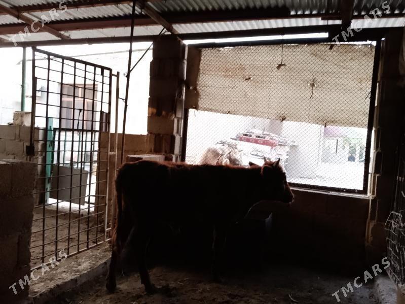 öküzler - Balkanabat - img 3