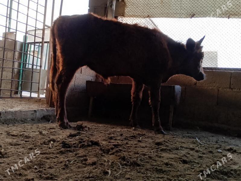 öküzler - Balkanabat - img 2