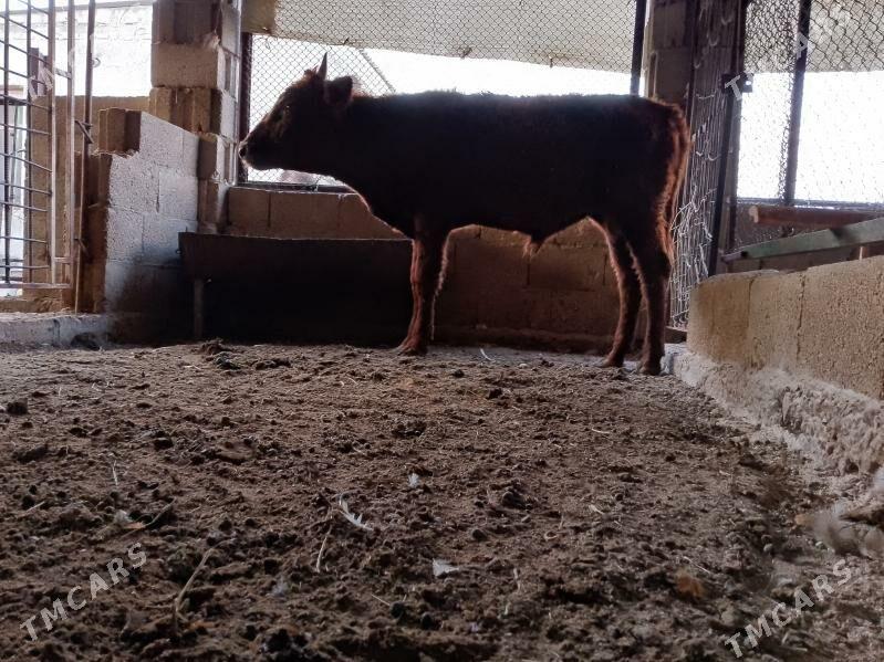 öküzler - Balkanabat - img 4