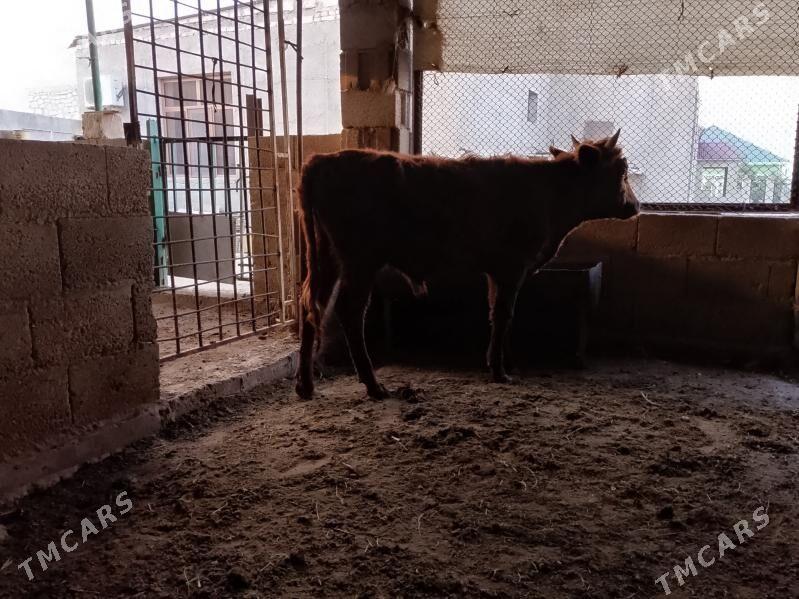 öküzler - Balkanabat - img 5